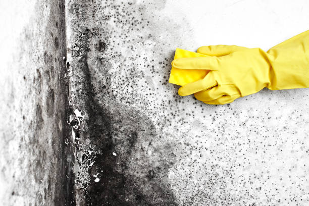 Best Mold Odor Removal Services  in New Smyrna Beach, FL