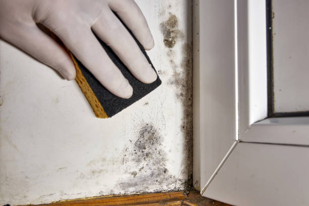 Best Mold Remediation for Healthcare Facilities  in New Smyrna Beach, FL
